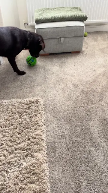 We know how much Monty loves a ball. Well I’ve think we’ve found his favourite �