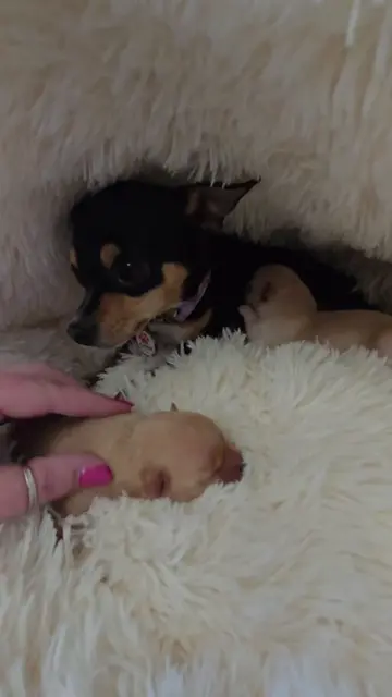 Mama feels more comfortable here, and the boys seem to like wiggle around on all