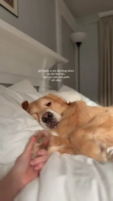 It’s called having priorities🙄 #goldenretriever #dogsoftiktok #doglife #trendin