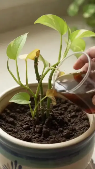 Kitchen waste se garden best 🌿✨ Aaj chai patti ko dustbin nahi, Money Plant ko 
