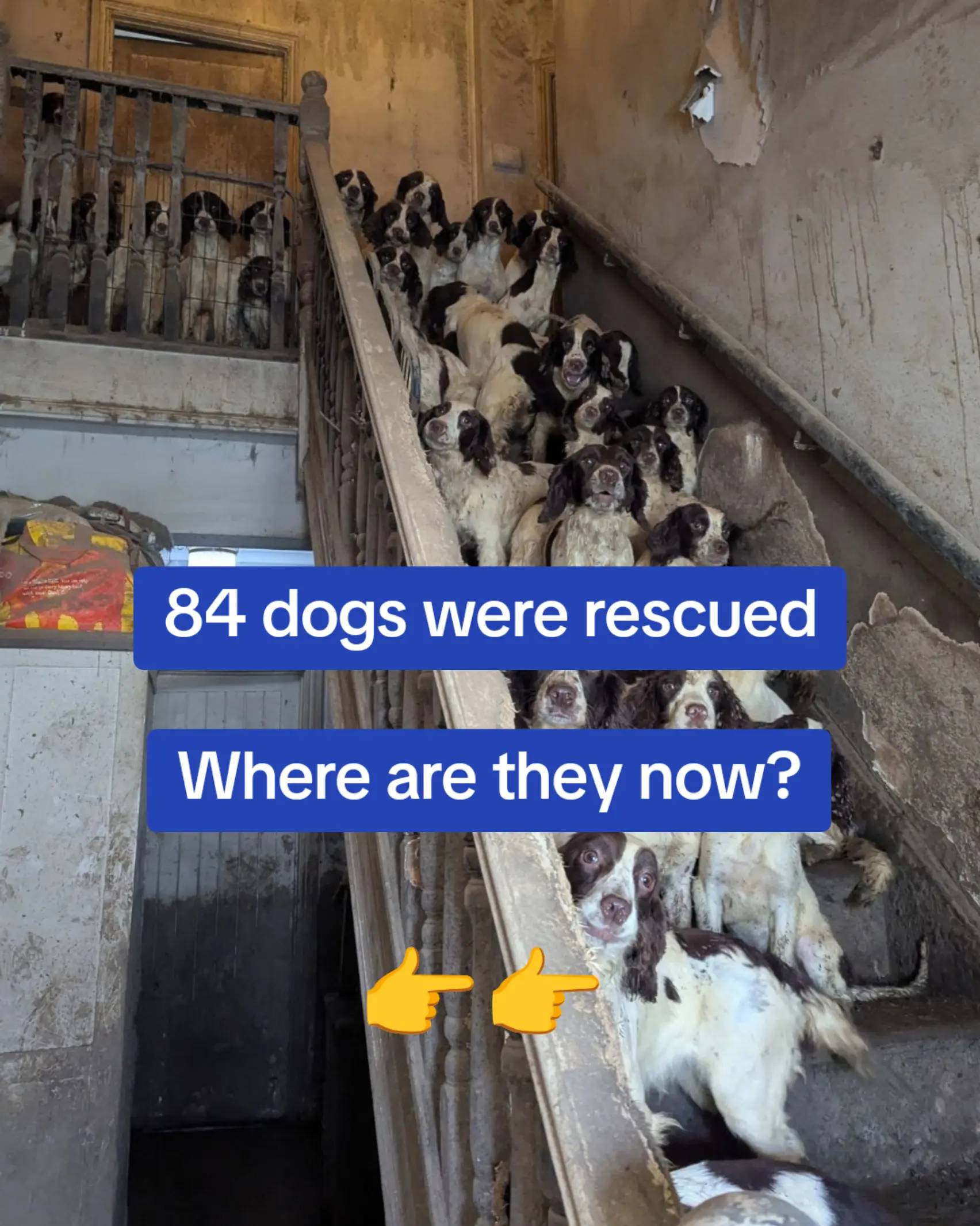 After news of our large-scale Spaniel rescue hit the headlines, we wanted to sha