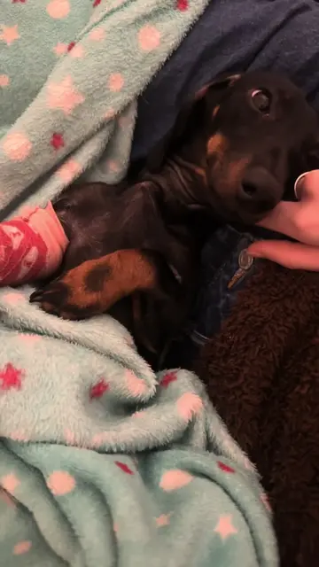 8 weeks of healing into 60 seconds  |  #HealingJourney #minidachshund #dogfluenc
