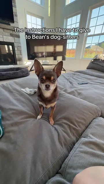 Would you dog sit Beanie? #dogsitter #chihuahualife #dogsoftiktok #dogsitterlife