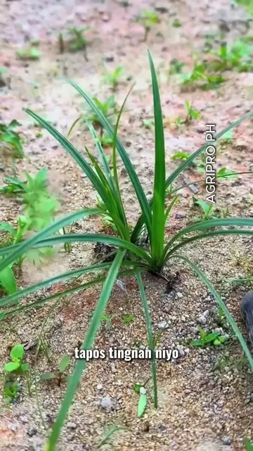 Nut Grass: The Hidden Medicinal Herb Most People Pull Out!! #plants #farming #Fa