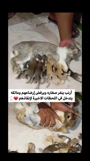 أرنب تلد وترفض أبناءها..وهكذا أنقذها مالكها من الموت ❤️‍🩹🐇 ما رأيكم في تصرفه ؟