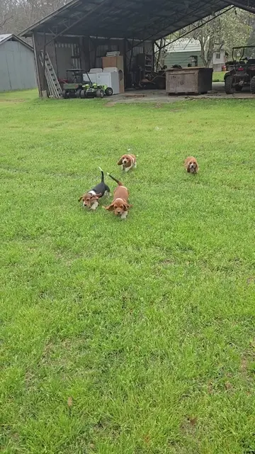 A little field trip for these Basset Hound puppies 💙 See more behind-the-scenes