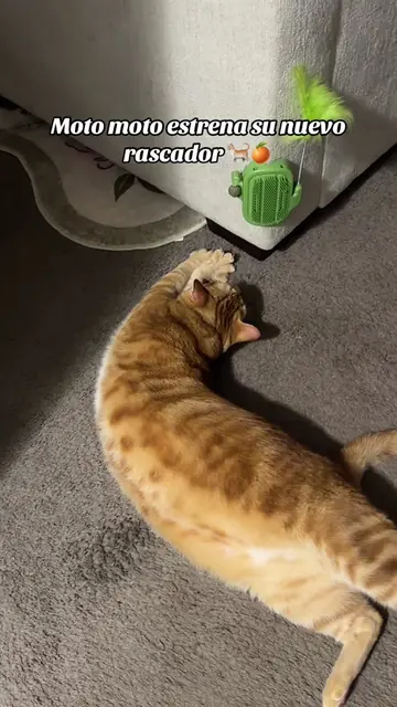 Al gatito botellon de fanta le encanta su nuevo peine rascador esperemos que est