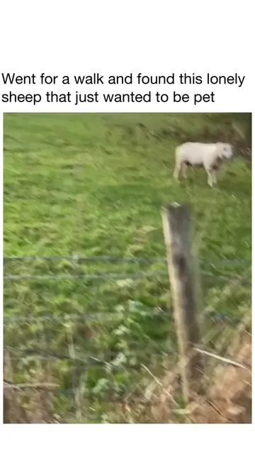 He just wanted some love 🐑❤️🫶🏼🥰 author unknown