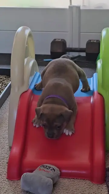 Working up the courage to go down the slide with a few snorts ❣️ See more behind