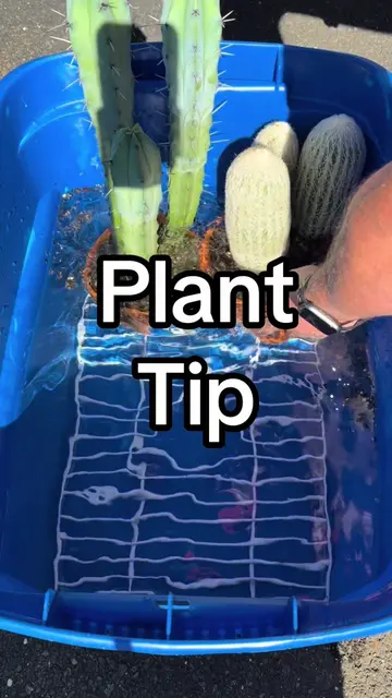 This is the routine for all my plants that were outside in the summer. #plants #
