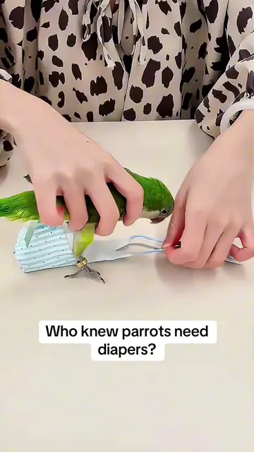 Parrot diaper suit, lightweight & reusable. Keep your home clean from bird dropp
