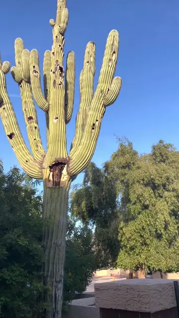 Plants that will blow your mind #plants #strange #nature #funnyvideo 