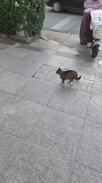 #cat #trending #xuhuong #fyp #pet 