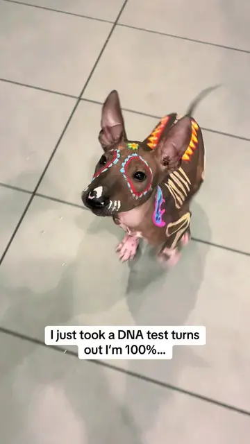 I’m just a ba-byyyyy🥹🐾🖤✨ #Xoloitzcuintli #puppiesoftiktok #puppy #diademuerto