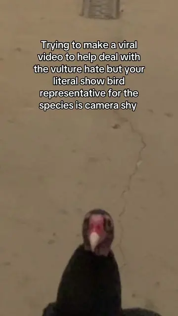 This page is slowly becoming a vulture fandom 🪶❤️ #birds #wildlife #zookeeper #