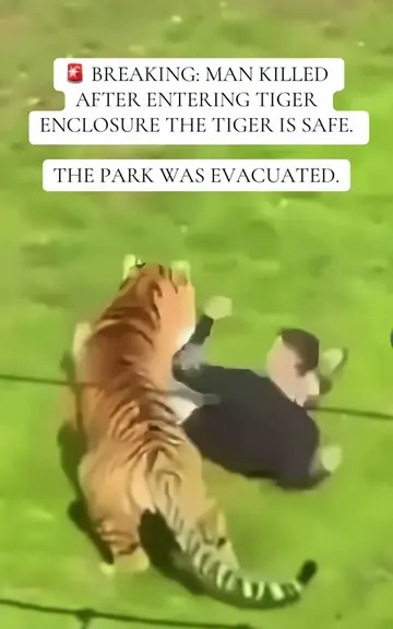 A Man Entered a Tiger Enclosure at Yorkshire Wildlife Park — and Was Killed This