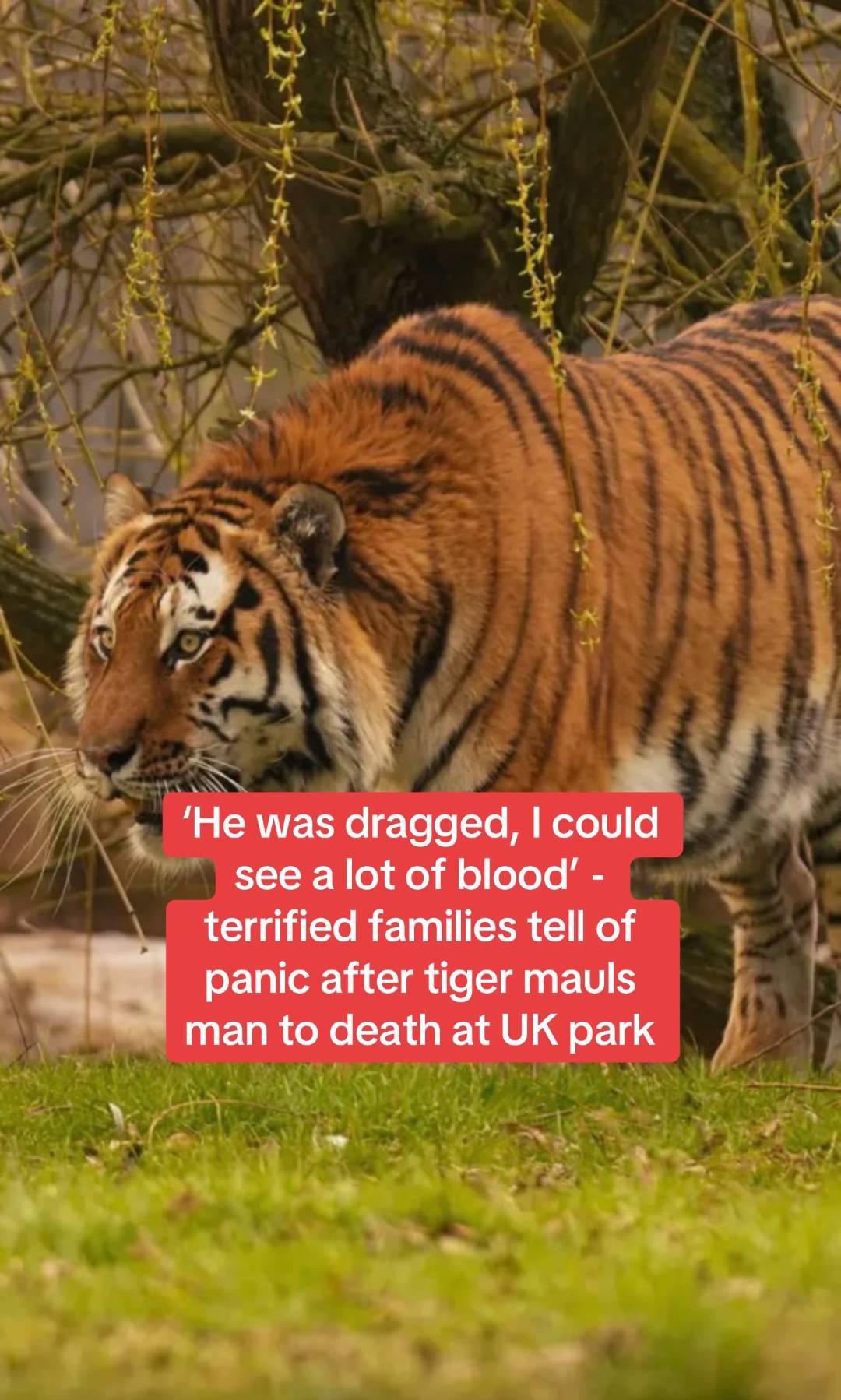 A tiger mauled a man to death in front of horrified families after he entered it