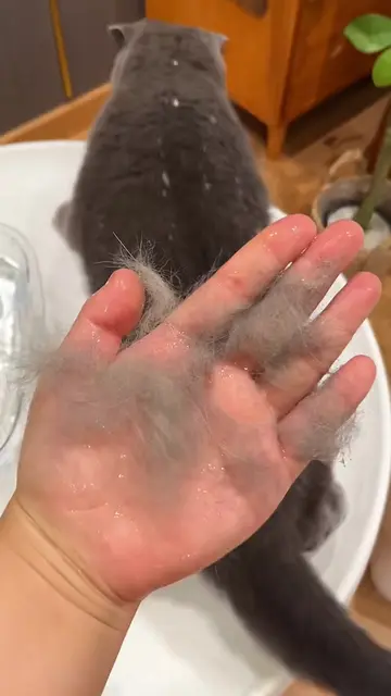 Link in bio 🔗  #dogmom #groomingbrush #catsoftiktok #joypaws #tiktokmademebuyit