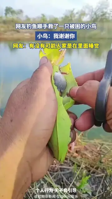 網友釣魚順手救了一隻被困的小鳥 #釣魚  #户外  #自然  #植物  #小鳥 