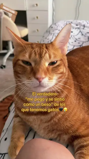 He hurt me but it felt like true love 🥲🖤😍 #humor #gatos #catmom #botellondefa