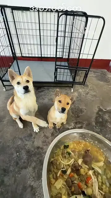 တော်တော်အစားပုတ်တဲ့ကောင်တေ#Love dog🥰🥰🥰🥰
