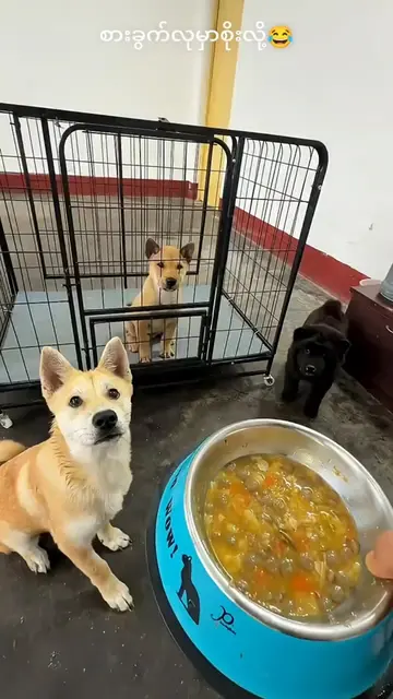 စားခွက်လုတဲ့ကောင်😂#Love dog🥰🥰🥰🥰🥰🥰🥰🥰