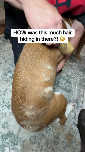If it sheds, this thing is about to become your new best friend 😂 Less fur ever