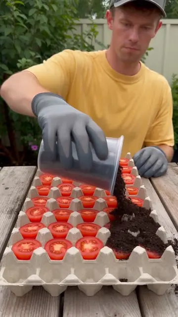 Egg carton tomato growing hack! #diygarden #planthacks #gardeningtips 