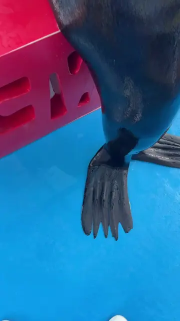 #sealion #Seal2028 