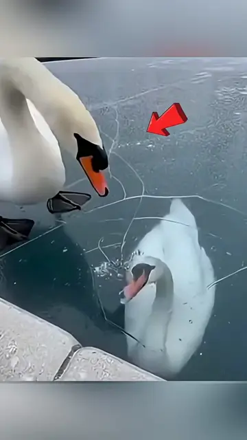 He Saved an Entire Goose Family 🥺🦢   . . . #animalrescue #fyp #animallovers #e