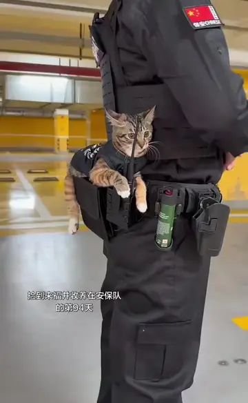 貓隊長來福～Captain Lai Fu the Cat #Cat #SecurityGuard  #萌宠  #貓咪  #interesting 