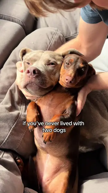 every two dog household😅