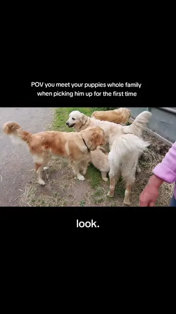 he comes from the best golden retriever family in the world 🩷 we are so blessed