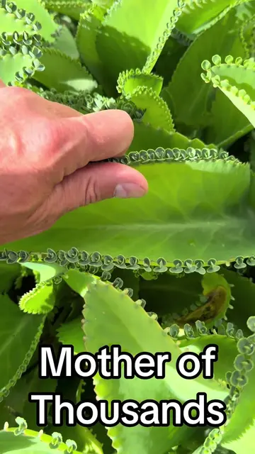 If you look at my last post I think the names of these 2 plants should be switch