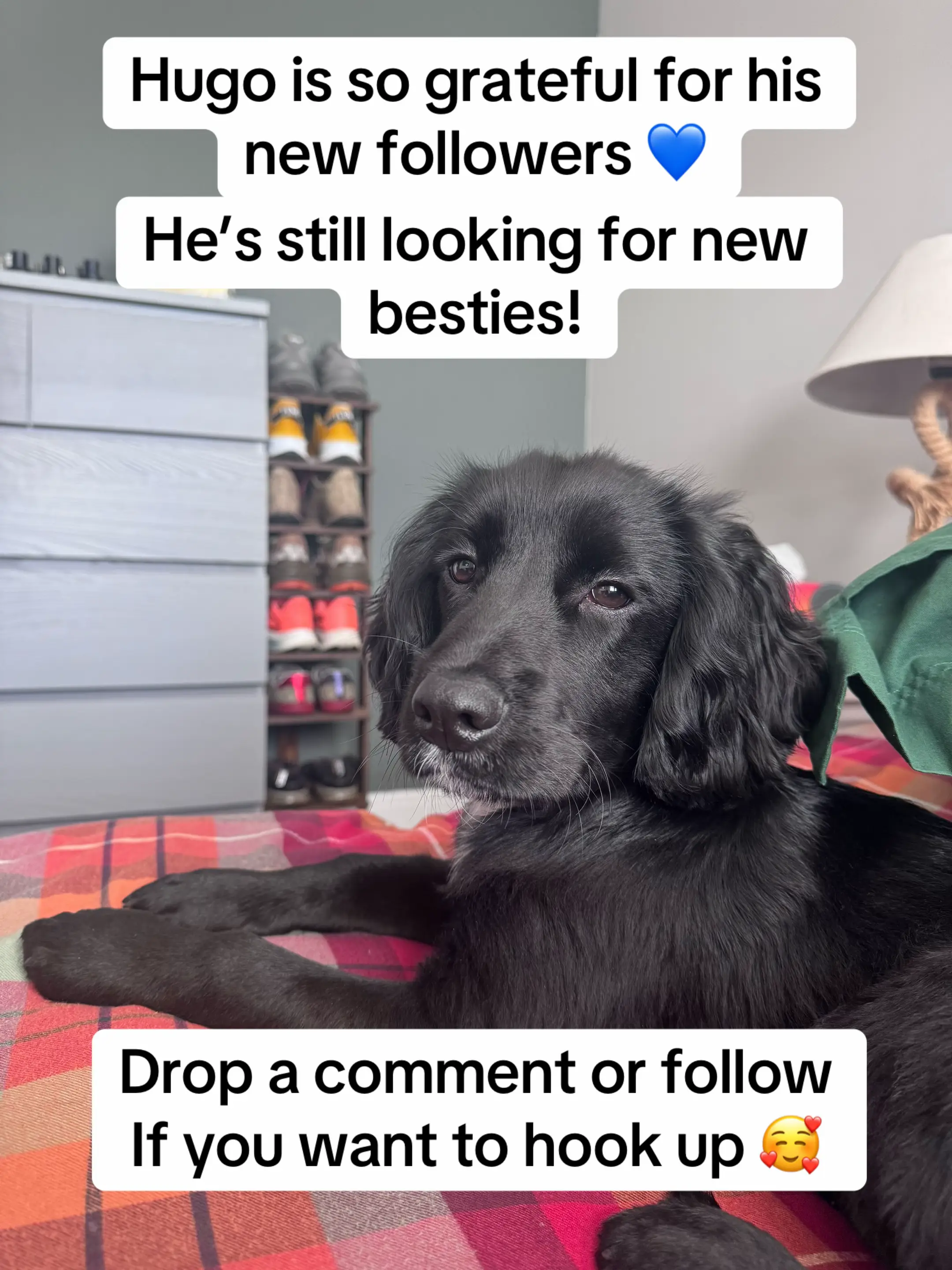 Feeling grateful and loving finding new friends 💙🐾 #follow4follow #cockerspani