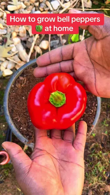 #howto #grow bell peppers at home 🏡 easily. If you want to grow your own pepper