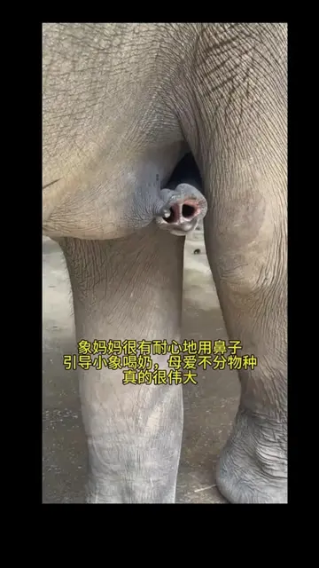 象妈妈用鼻子温柔引导小象喝奶，小家伙呆萌可爱的样子真的好治愈#有一种叫云南的生活 #母爱#亚洲象#elephant#maternallove