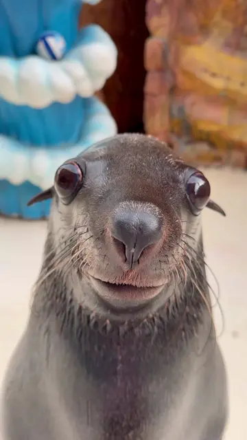 #viral #fyp #sealion #seal2028