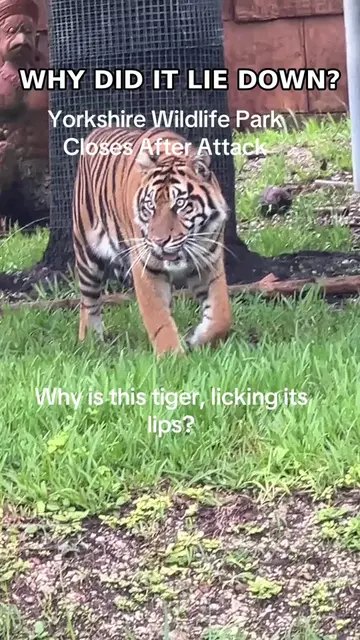 Yorkshire Wildlife Park Closes After Attack 🐅 A tragic tiger attack at Yorkshir