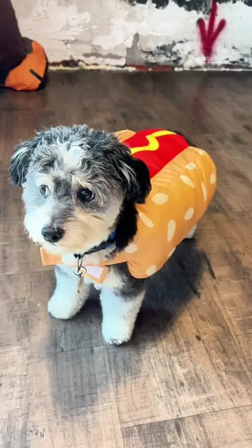 all I see are two hot dogs 🌭❤️‍🔥 #halloweencostumes #fivebelow #petcostumes #i
