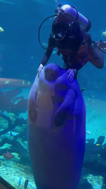 #viral #fyp #seal2028 #seacow
