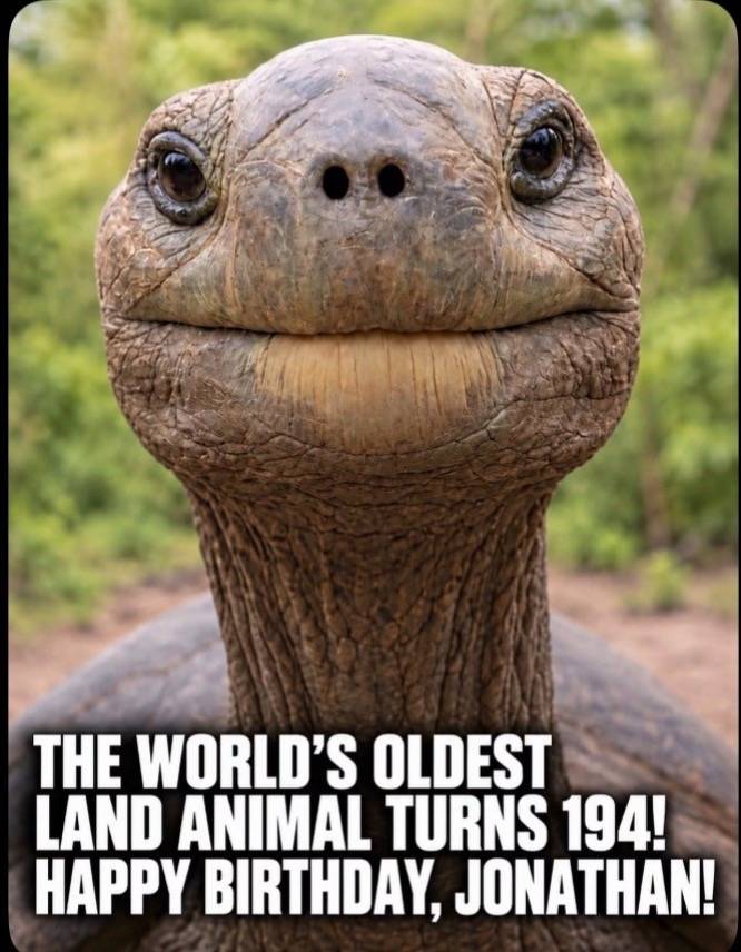 Meet Jonathan, the incredible Seychelles giant tortoise believed to have been bo