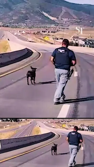 A US police dog named Bruno survived a nearly 10m fall after jumping off a flyov