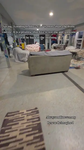 The final moments of a shelter dog’s day matter. They should close their eyes re