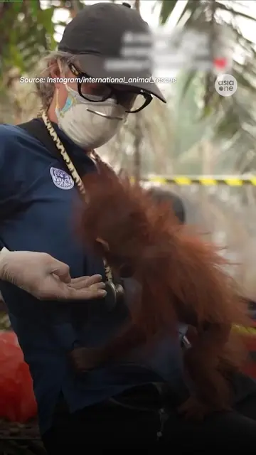 They don't say much, but you know it hurts. 🥹  #news #Indonesia #Fire #Wildlife
