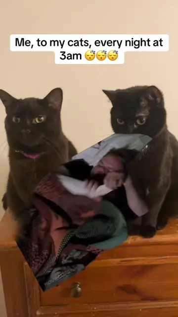 They want so much attention! #Meme #MemeCut #cats #3am #everynight 