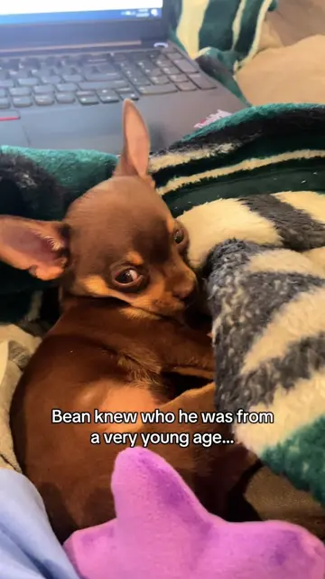 Bean knows he’s HIM 💁🏻‍♀️ #chihuahua #chihuahualife #chihuahuapuppy #dogsoftik
