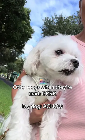 Every. Single. Time. My dog sees a big dog, starts barking like a tiny gangster…