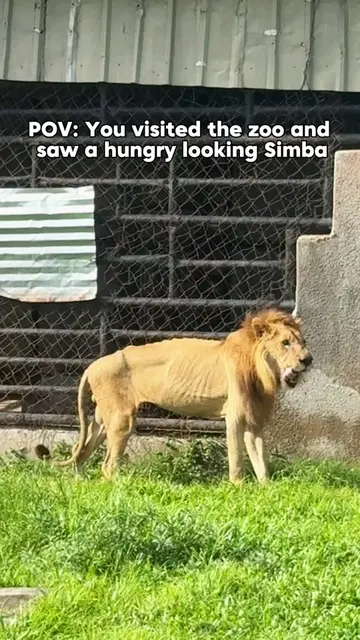 Saxophone got louder after seeing this Lion at the Zoo…  #saxophoneisgettingloud