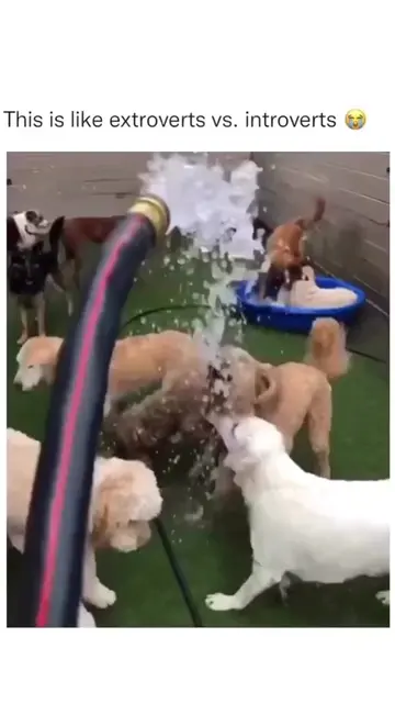 They formed their own political party 🐾🐶🥰🫏😂❤️🫶🏼 author unknown